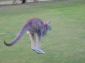 Kangaroo
