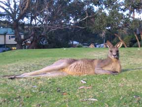 Cool Kangaroo