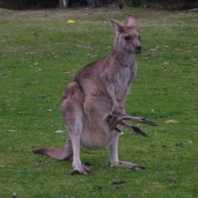 Two Kangaroos