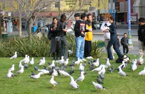 students and pigeons