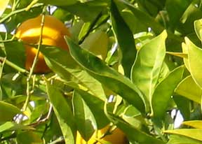 Oranges