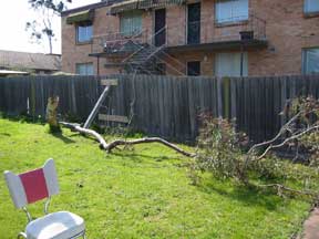 Our Fallen Tree