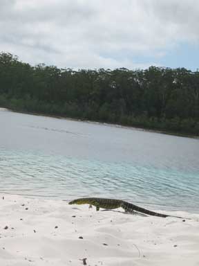 Fraser Island: Species
