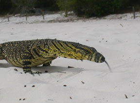 Fraser Island: Reptile