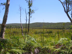Fraser Island: The Green Inland