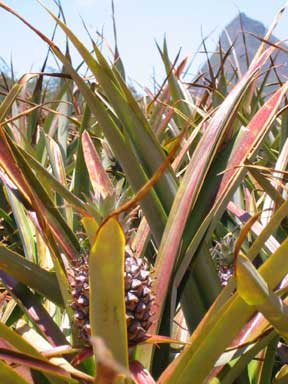 Pineapple Fields Forever