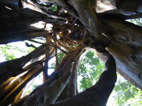 A Strangling Fig from the Inside