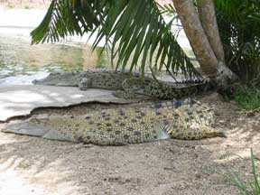 Innisfail: Crocodiles