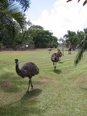 Emus in Innisfail