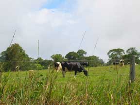 The Tableland: Cows