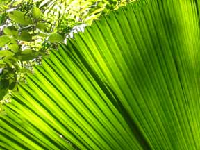 Mission Beach: Green Beauty