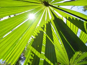 Mission Beach: Shades of Green