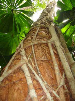Mission Beach: A Strangling Fig on a Host Tree
