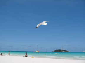 The Whitsunday Islands: Seagull