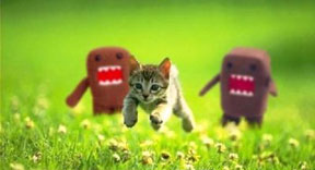 Domo-kun: A Cat in Horror